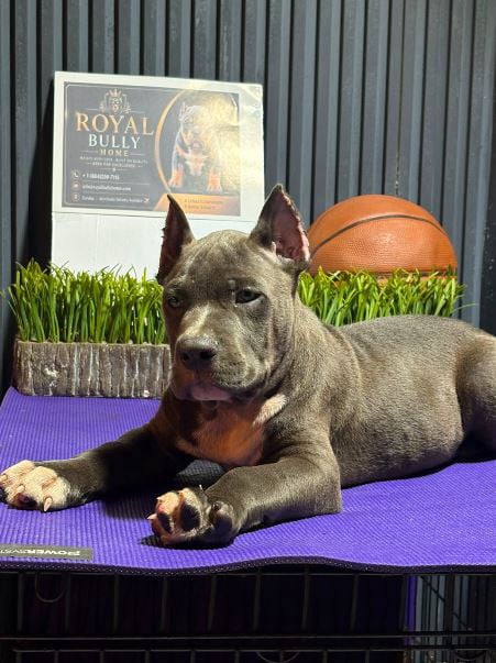 9 weeks pocket bully