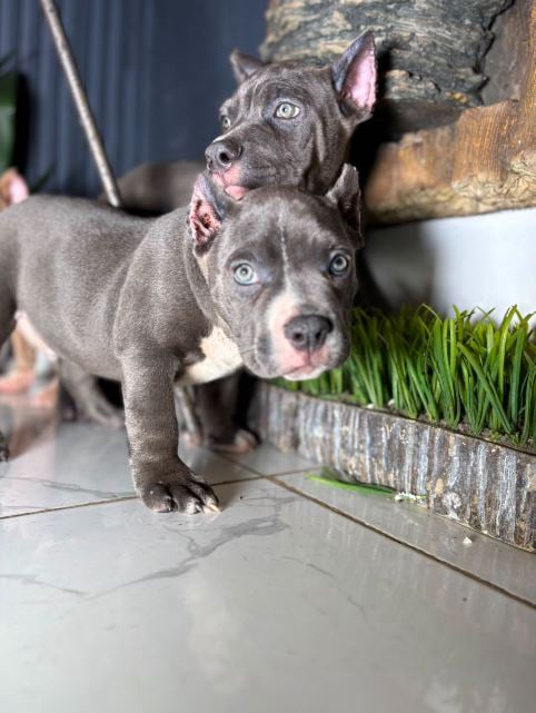 pocket bully 'Luna"