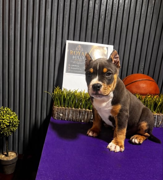 royal home bully puppy