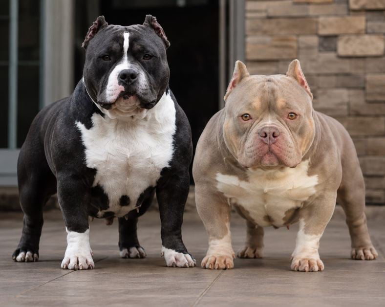 mom and dad pocket bully